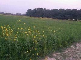  Agricultural Land for Sale in Mughalsarai, Chandauli