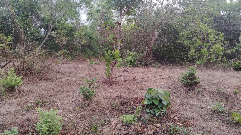  Agricultural Land 1 Acre for Sale in Koodali, Kannur