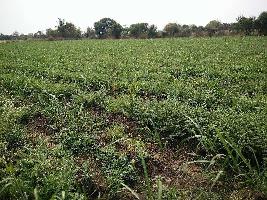  Agricultural Land for Sale in Ambejogai, Beed