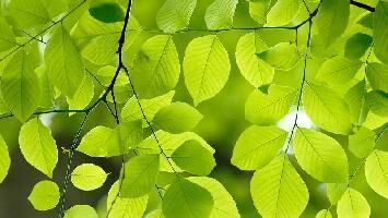  Residential Plot for Sale in Bagalur Road, Hosur