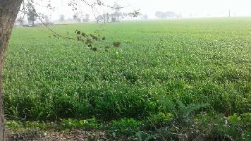  Agricultural Land for Sale in Ajit Nagar, Patiala