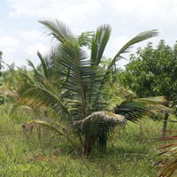  Agricultural Land for Sale in Hindupur, Bangalore