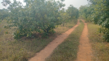 Agricultural Land for Sale in Penukonda, Anantapur