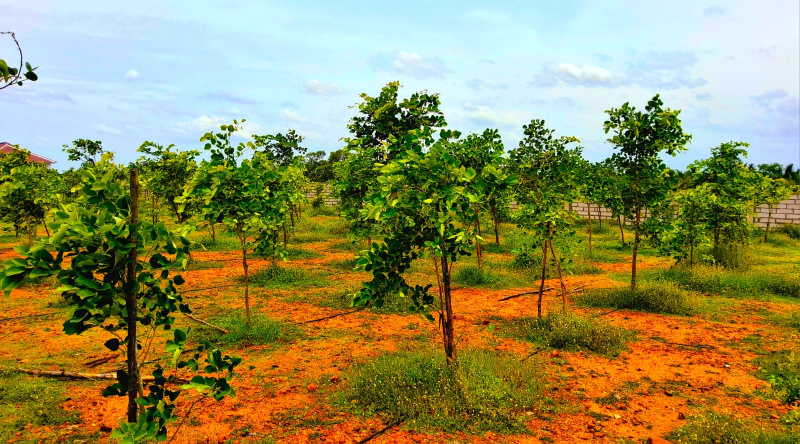 2 BHK Farm House 10000 Sq.ft. for Sale in Villivakkam, Chennai