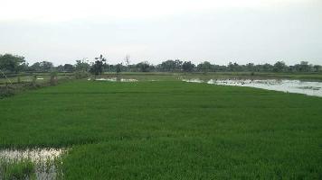  Agricultural Land for Sale in Mungeli Road, Bilaspur