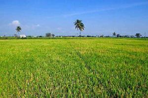  Agricultural Land for Sale in Garhmukteshwar, Hapur