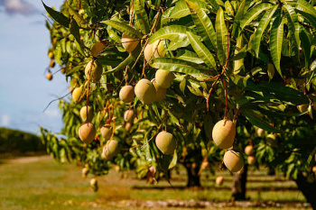  Agricultural Land for Sale in Hasanpur Road, Gajraula