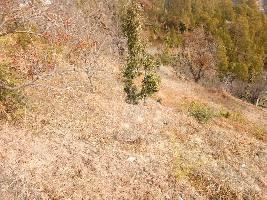  Agricultural Land for Sale in Bhimtal, Nainital