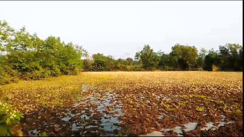  Agricultural Land for Sale in Murbad MIDC, Thane