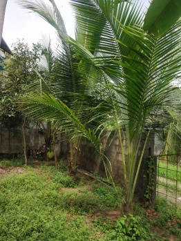  Residential Plot for Sale in Thrippunithura, Kochi