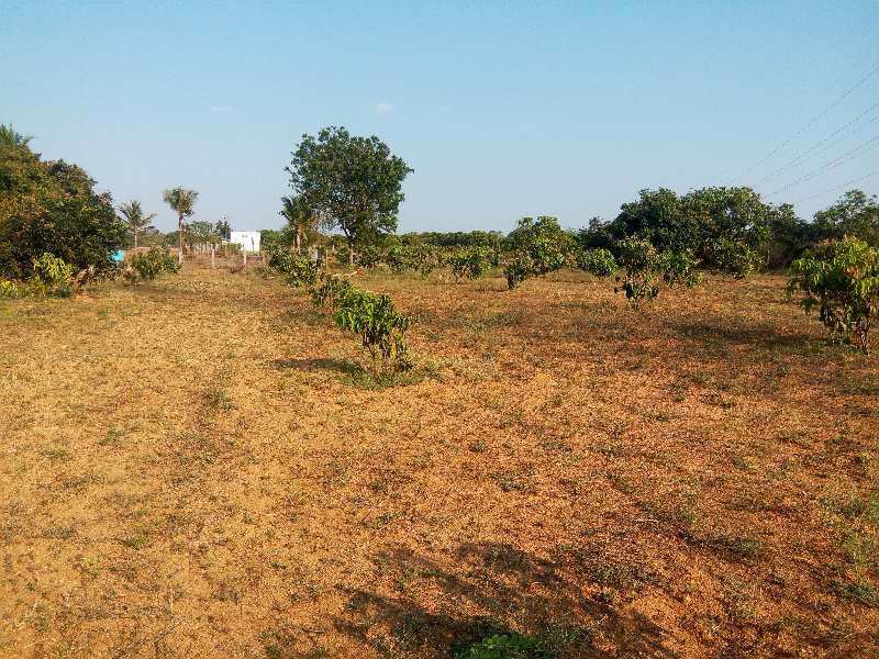 Agricultural Land 108900 Acre for Sale in Shoolagiri, Hosur (REI812610)