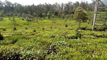  Agricultural Land for Sale in Kotagiri, Nilgiris