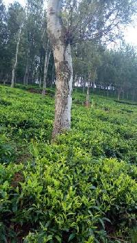  Agricultural Land for Sale in Kotagiri, Ooty