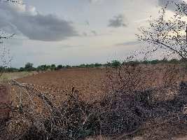  Agricultural Land for Sale in Pal Gaon, Jodhpur
