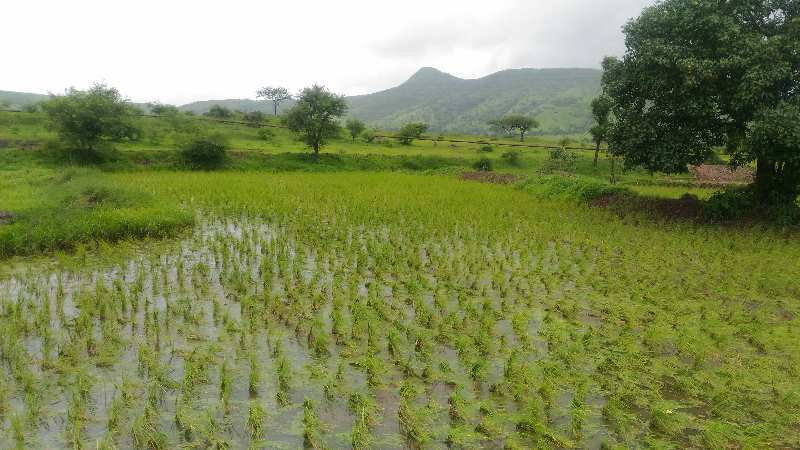  Residential Plot 2000 Sq.ft. for Sale in Kiwale, Pune