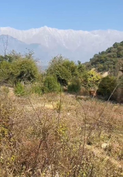  Residential Plot for Sale in Sakoh, Kangra