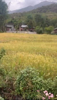  Residential Plot for Sale in Sakoh, Kangra