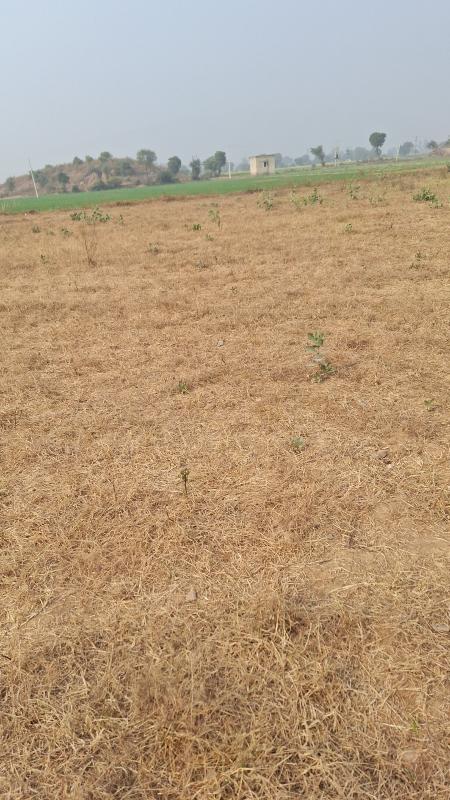  Agricultural Land 50 Bigha for Sale in Alwar Mega Highways