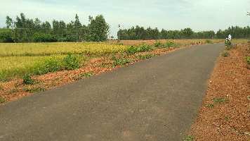  Agricultural Land for Sale in Punjai Thottakurichi, Karur