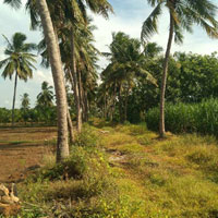  Agricultural Land for Sale in Marungulam, Thanjavur