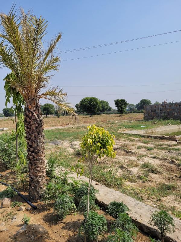  Agricultural Land 21 Bigha for Sale in Ramgarh, Alwar