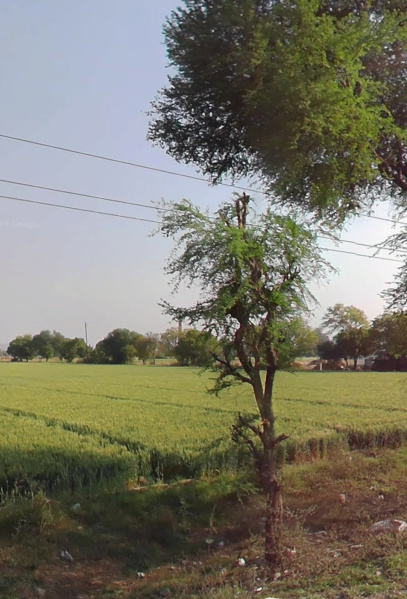  Agricultural Land 53 Bigha for Sale in Chikani, Alwar
