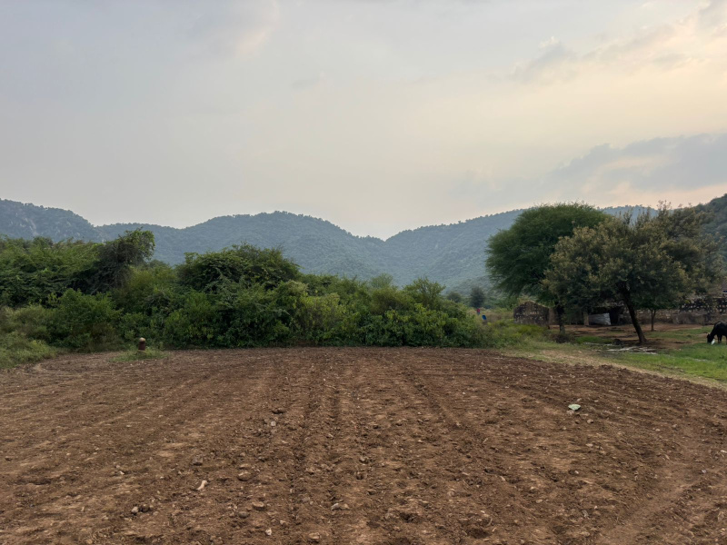  Agricultural Land 20 Bigha for Sale in Khairthal, Alwar