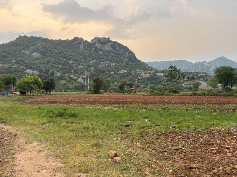  Agricultural Land 20 Bigha for Sale in Khairthal, Alwar