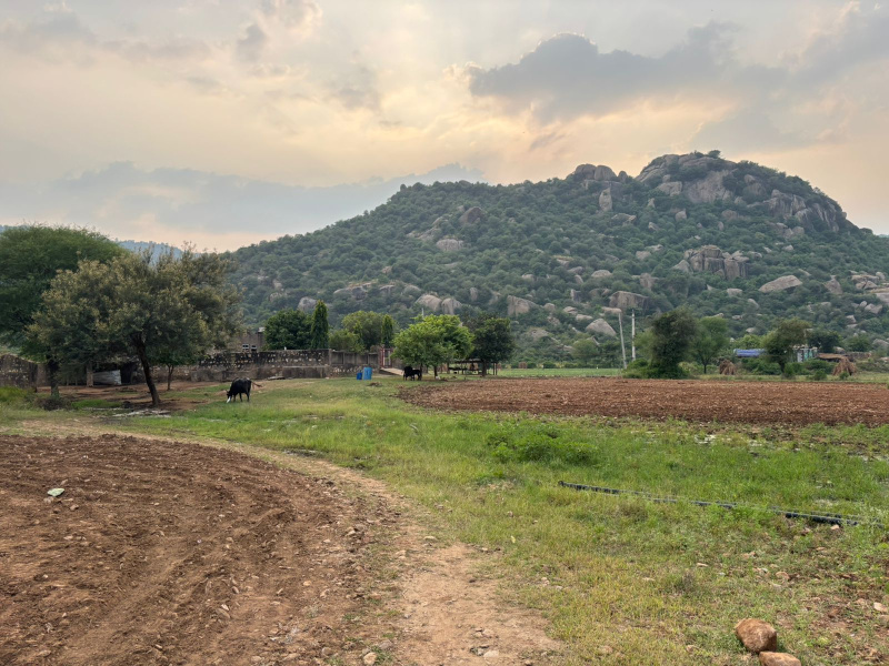  Agricultural Land 12 Bigha for Sale in Naugaon, Alwar
