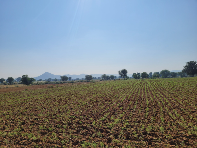  15 Bigha Agricultural/Farm Land for Sale in Thanagazi, Alwar