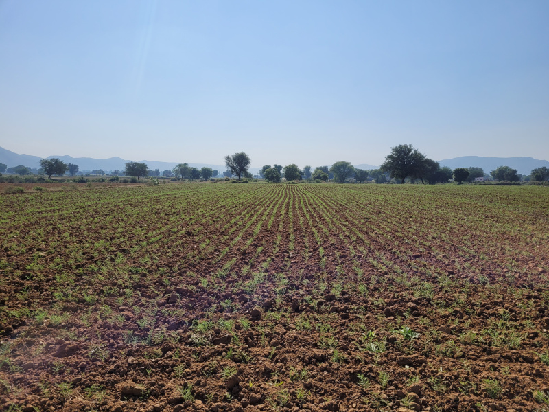  15 Bigha Agricultural/Farm Land for Sale in Thanagazi, Alwar