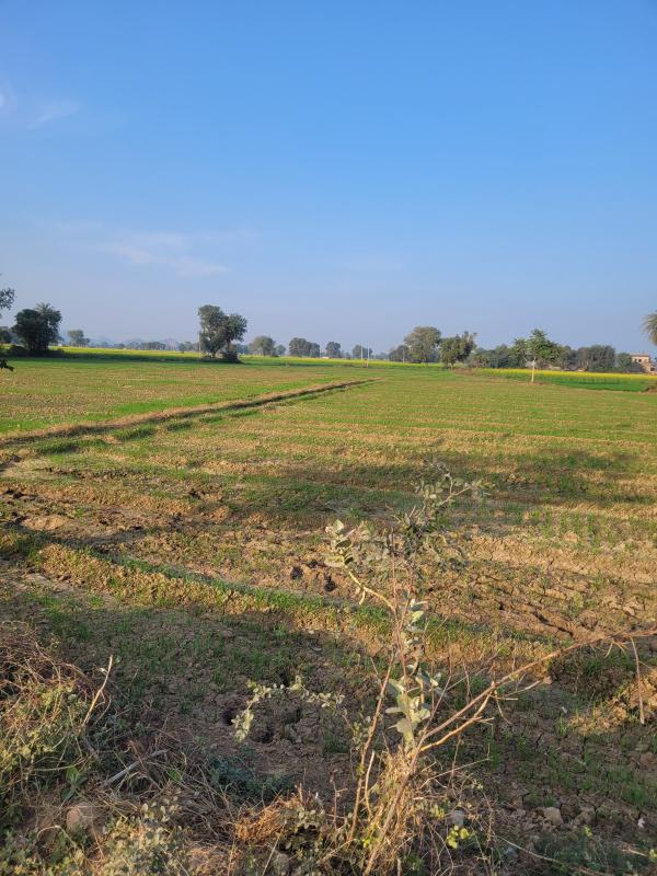  29 Bigha Agricultural/Farm Land for Sale in Khairthal, Alwar