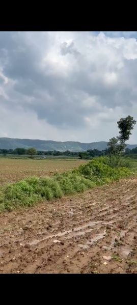  29 Bigha Agricultural/Farm Land for Sale in Tehla, Alwar