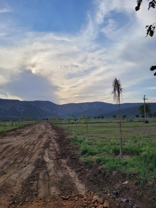  1800 Sq. Yards Agricultural/Farm Land for Sale in Siliserh, Alwar