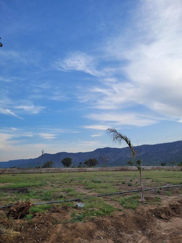  1800 Sq. Yards Agricultural/Farm Land for Sale in Siliserh, Alwar