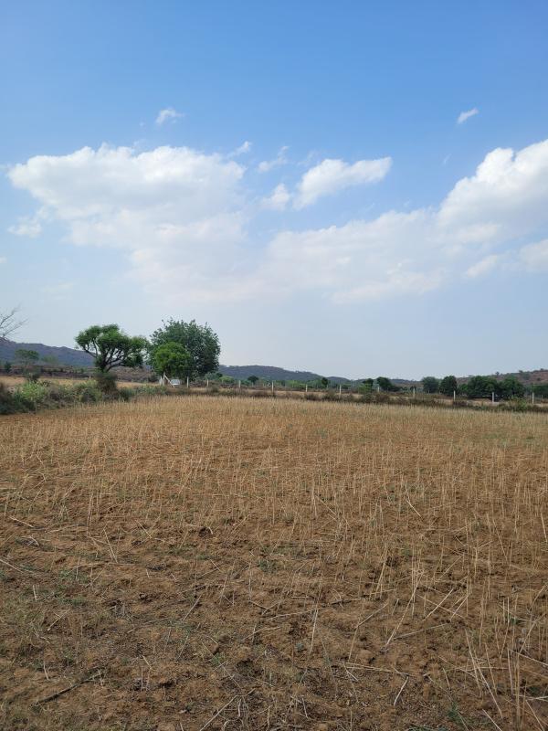  13 Bigha Agricultural/Farm Land for Sale in Pinan, Alwar