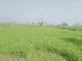  Agricultural Land for Sale in Zira, Firozpur