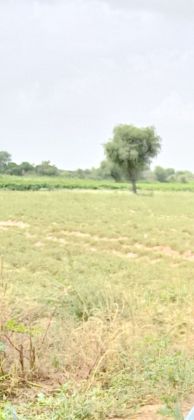  Agricultural Land 120000 Sq. Yards for Sale in Didwana, Nagaur