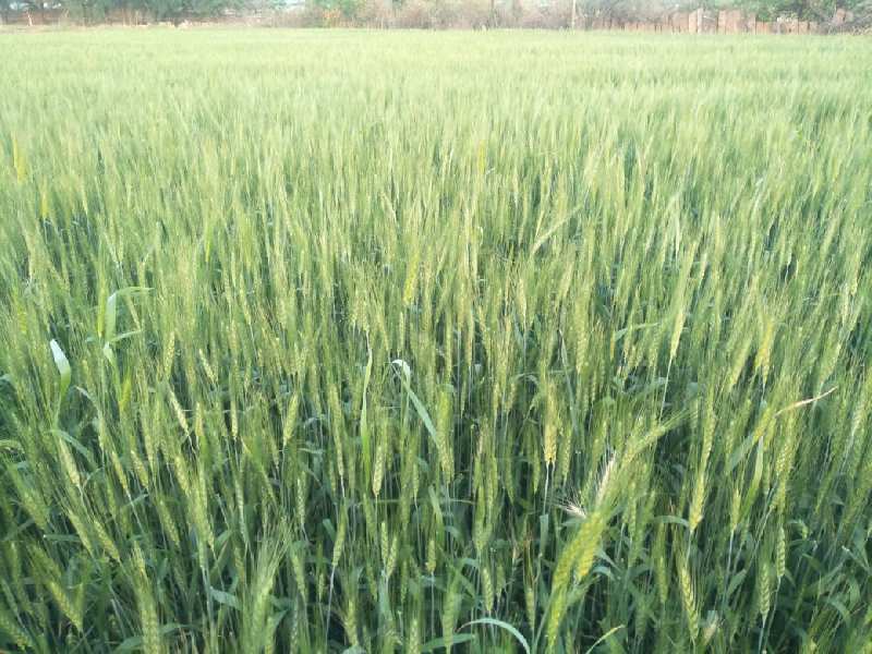 Agricultural Land 10 Bigha for Sale in Mathania, Jodhpur