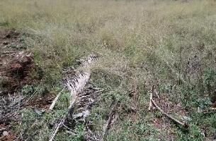  Residential Plot for Sale in Tenkasi, Tirunelveli