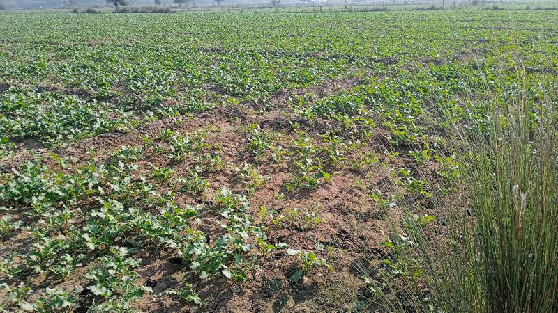 Agricultural Land 2050 Sq. Meter for Sale in Akbarpur, Kanpur Dehat