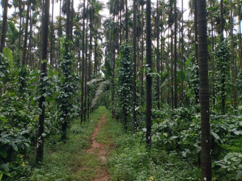  Agricultural Land for Sale in Tirthahalli, Shimoga