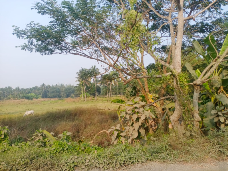 70 Katha Agricultural/Farm Land for Sale in Amtala, Kolkata