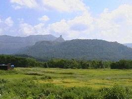  Agricultural Land for Sale in Mangaon, Raigad