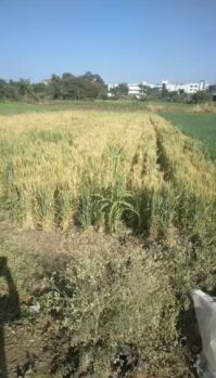  Industrial Land for Sale in Kharabwadi, Pune