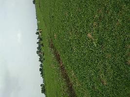  Agricultural Land for Sale in Baldeo, Mathura