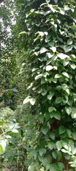  Agricultural Land for Sale in Kodaikanal, Dindigul