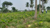  Agricultural Land for Sale in Madampatti, Coimbatore
