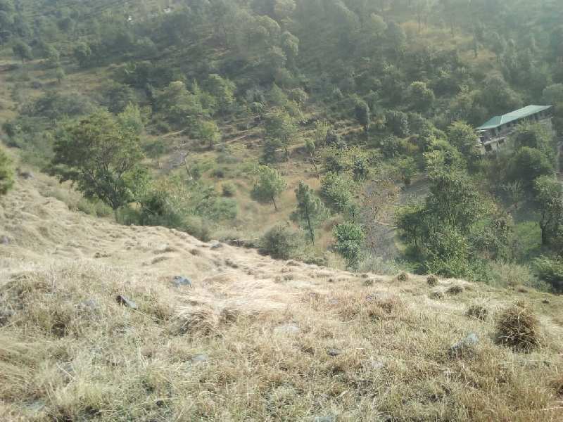 Agricultural Land 16 Bigha for Sale in Rajgarh, Sirmour