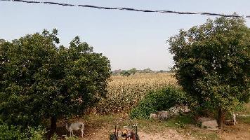 4 BHK Farm House for Sale in Mathania, Jodhpur